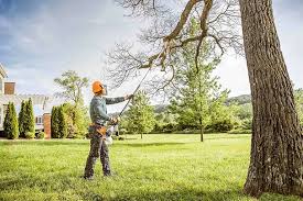 Professional  Tree Services in Union, KY